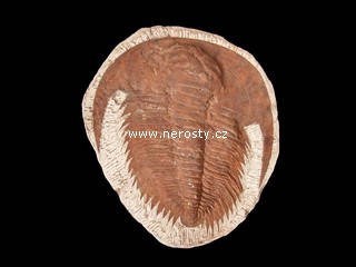 trilobit