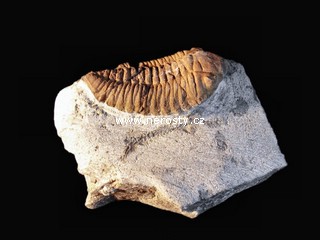 trilobit