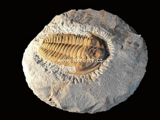 trilobit