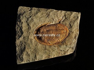 trilobit