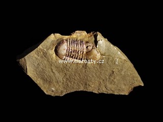 trilobit