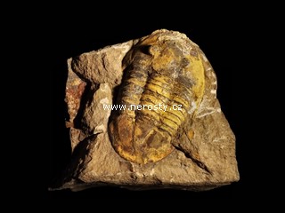 trilobit