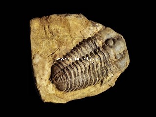 trilobit