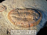 trilobit + asaphus