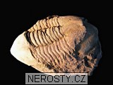 trilobit + illaenus sp. + ectillaenus? perovalis