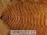 trilobit + paradoxides sp. + acadoparadoxides? nobilis