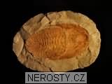 trilobit + paradoxides sp. + acadoparadoxides? nobilis