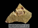 trilobit + symphysurus rouvillei