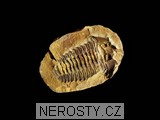 trilobit + diacalymene