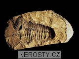 trilobit + diacalymene