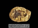 trilobit + diacalymene