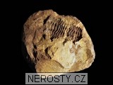 trilobit + diacalymene