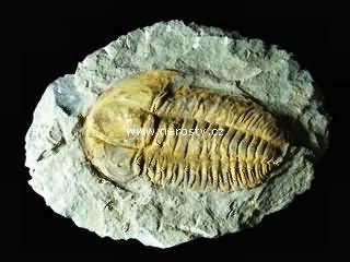 trilobit