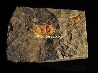 trilobit + asaphus sp.