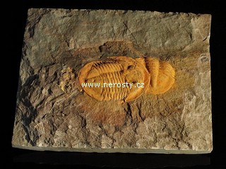 trilobit + asaphus sp.