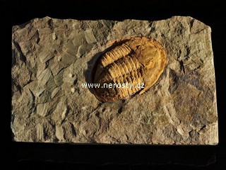 trilobit + asaphus sp.