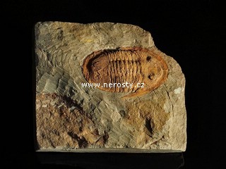 trilobit + asaphus sp.