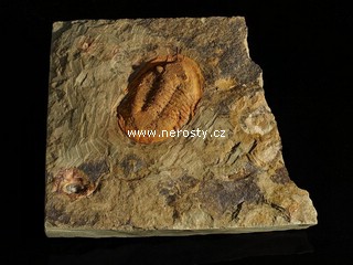 trilobit + asaphus sp.