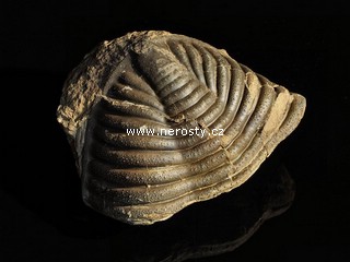 trilobit + burmeisterella armata + pygidium