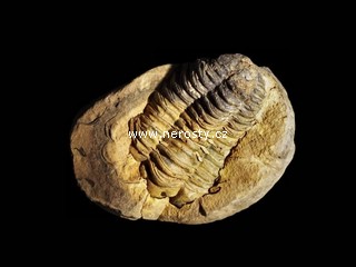 trilobit + diacalymene