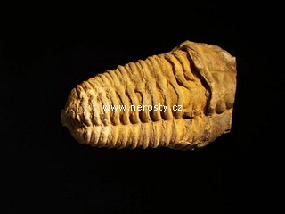 trilobit + flexicalymene