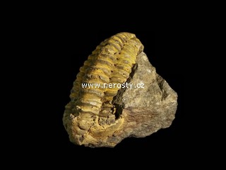 trilobit + flexicalymene