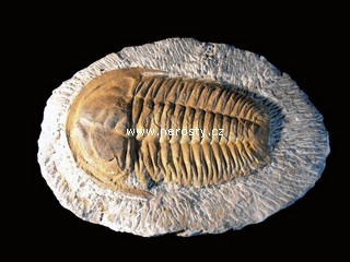 trilobit + paradoxides sp. + hamatolenus? vincenti